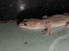 Gehyra mutilata