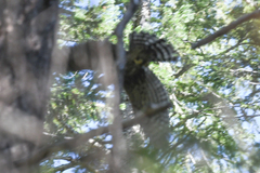Buteo lineatus elegans