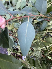 Eucalyptus camaldulensis