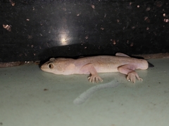 Gehyra mutilata