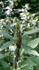 Parietaria officinalis