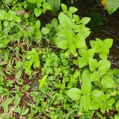 Calyptocarpus vialis