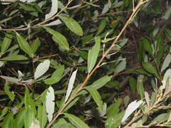 Salix atrocinerea