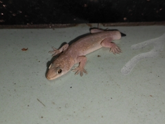 Gehyra mutilata