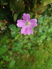 Geranium × oxonianum