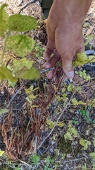 Calyptospora columnaris