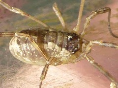Oligolophus tridens