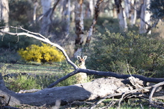 Macropus fuliginosus