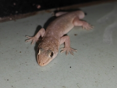 Gehyra mutilata