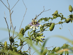 Passiflora caerulea