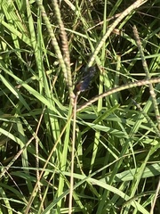 Sphecidae