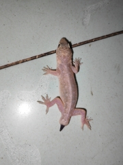 Gehyra mutilata