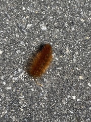 Spilosomina