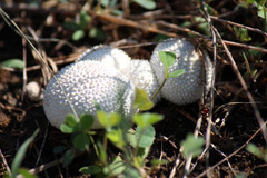 Lycoperdon curtisii