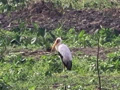 Mycteria ibis