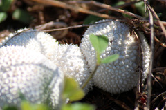 Lycoperdon curtisii