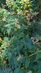 Koenigia phytolaccifolia