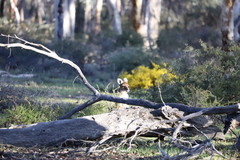Macropus fuliginosus