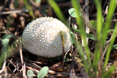 Lycoperdon curtisii