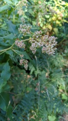 Koenigia phytolaccifolia