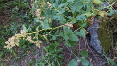 Koenigia phytolaccifolia