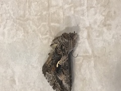Autographa