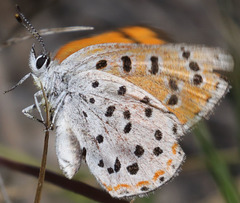 Lycaena cupreus
