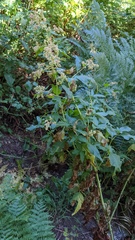 Koenigia phytolaccifolia