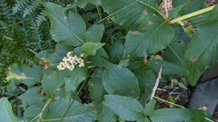 Koenigia phytolaccifolia