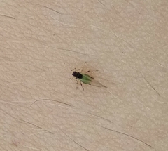 Aphis spiraecola