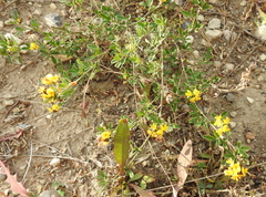 Medicago falcata