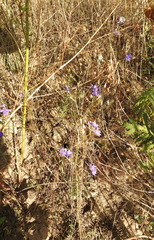 Delphinium consolida