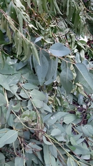 Eucalyptus camaldulensis