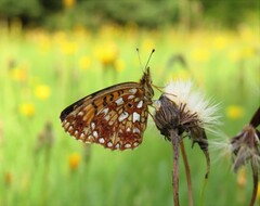 Boloria selene