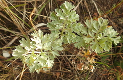 Artemisia absinthium