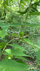 Aralia elata