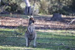 Macropus fuliginosus