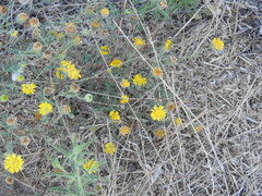 Pulicaria paludosa