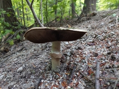 Agaricus placomyces