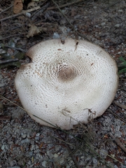 Agaricus placomyces
