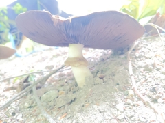 Agaricus placomyces