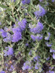 Caryopteris