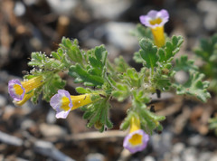 Phacelia bicolor