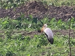 Mycteria ibis