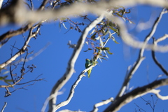 Parvipsitta porphyrocephala