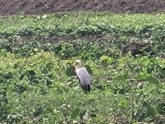 Mycteria ibis