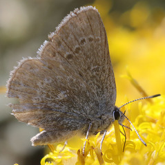 Satyrium semiluna