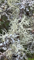 Evernia mesomorpha