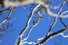 Parvipsitta porphyrocephala