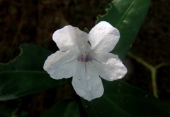 Ruellia solitaria